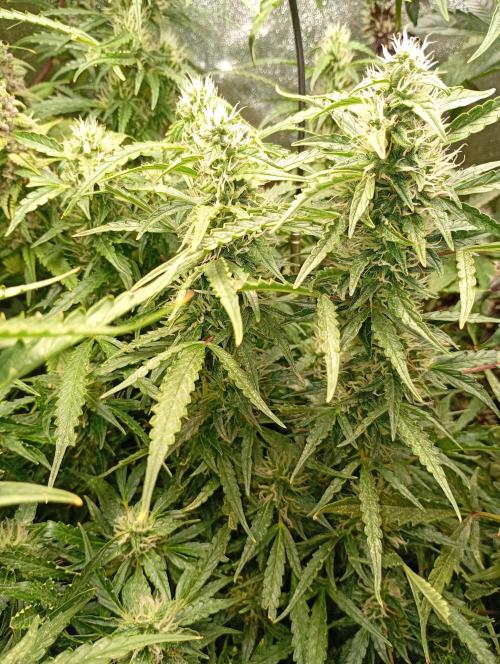 Chaos Cake Auto Anesia Seeds. Week 13