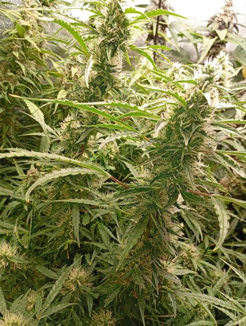 Chaos Cake Auto Anesia Seeds. Week 13