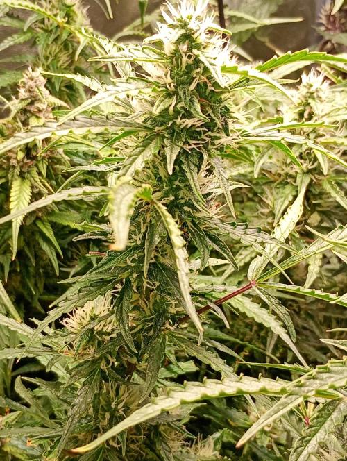 Chaos Cake Auto Anesia Seeds. Week 13