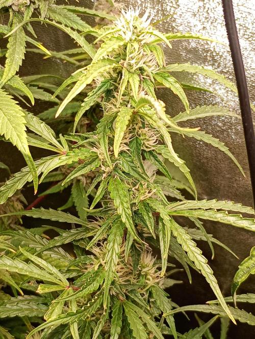 Chaos Cake Auto. Week 13