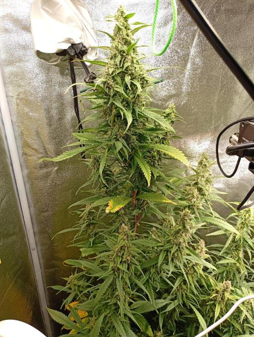 Strawberry Gorilla Auto RF3 Fastbuds. Week 13