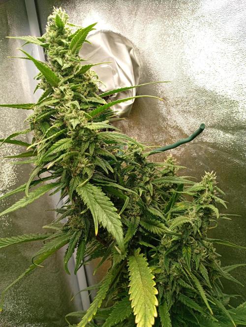Strawberry Gorilla Auto RF3 Fastbuds. Week 13