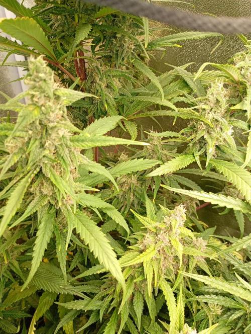 Strawberry Gorilla Auto RF3 Fastbuds. Week 13