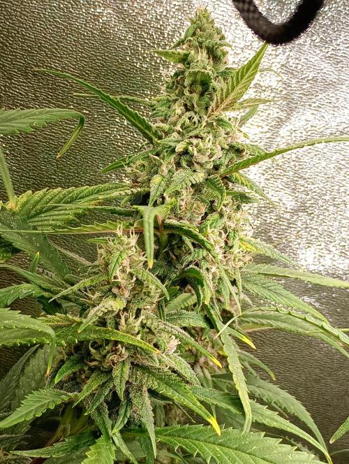 Strawberry Gorilla Auto RF3 Fastbuds. Week 13