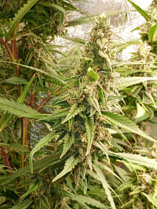 Strawberry Gorilla Auto RF3 Fastbuds. Week 13