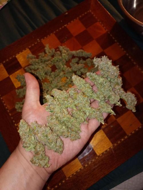 Orange Sherbet FF P#1 Fastbuds. Week 19