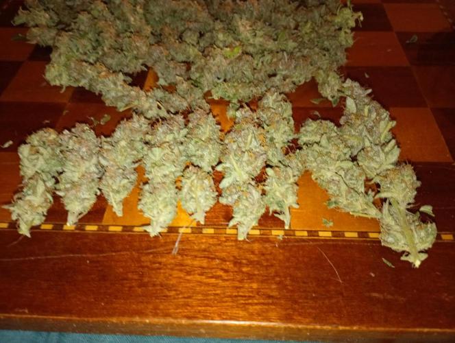 Orange Sherbet FF P#1 Fastbuds. Week 19