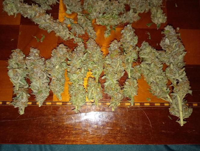 Orange Sherbet FF P#1 Fastbuds. Week 19