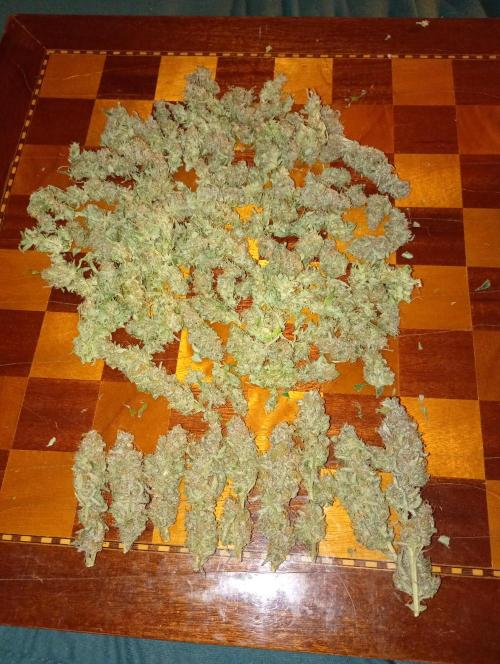 Orange Sherbet FF P#1 Fastbuds. Week 19