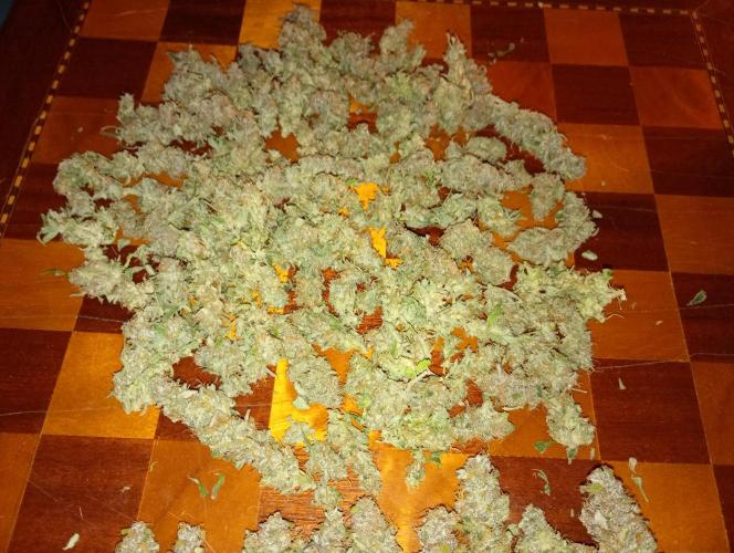 Orange Sherbet FF P#1 Fastbuds. Week 19