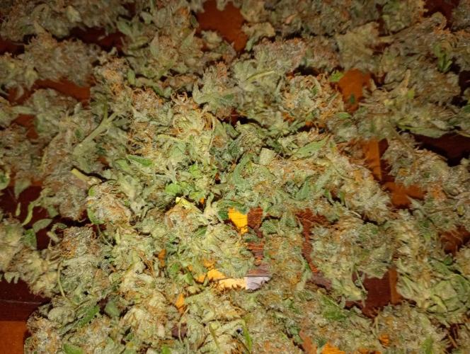 Orange Sherbet FF. Week 19