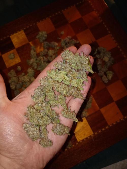 Orange Sherbet FF P#2 Fastbuds. Week 18