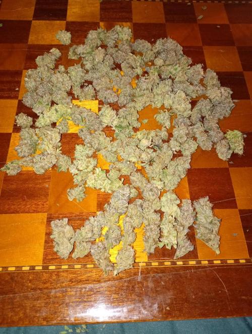 Orange Sherbet FF P#2 Fastbuds. Week 18