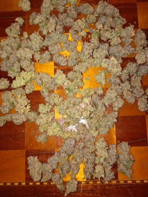 Orange Sherbet FF P#2 Fastbuds. Week 18