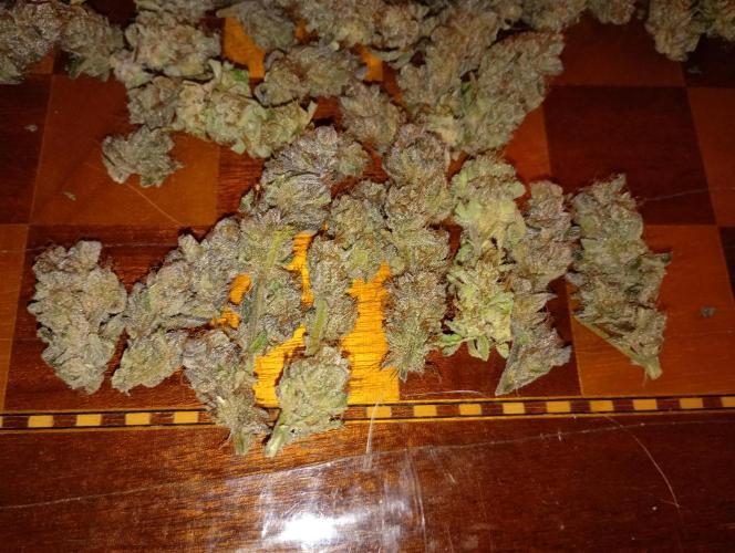 Orange Sherbet FF P#2 Fastbuds. Week 18
