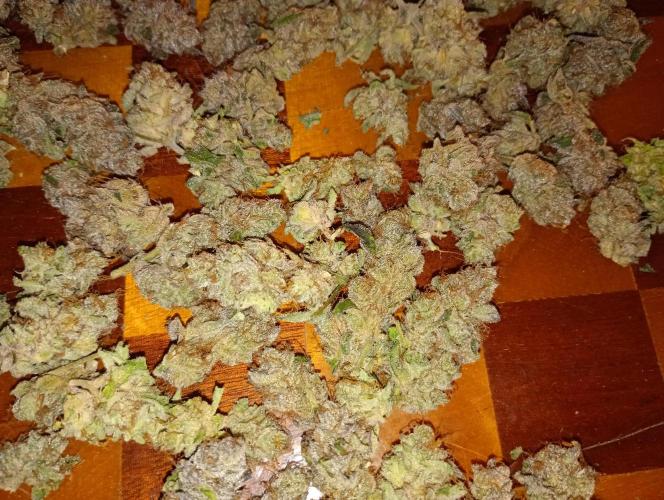 Orange Sherbet FF P#2 Fastbuds. Week 18