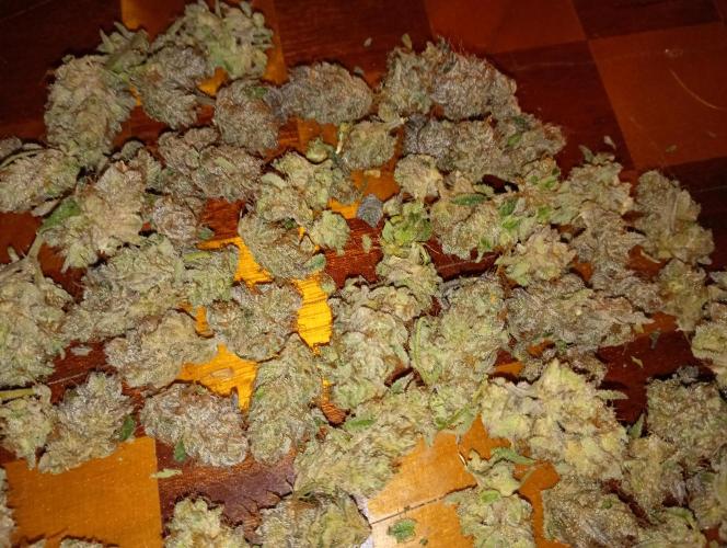 Orange Sherbet FF P#2 Fastbuds. Week 18