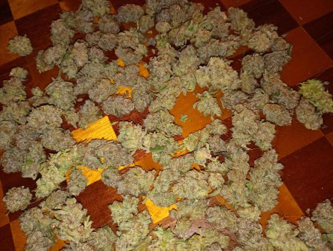 Orange Sherbet FF P#2 Fastbuds. Week 18