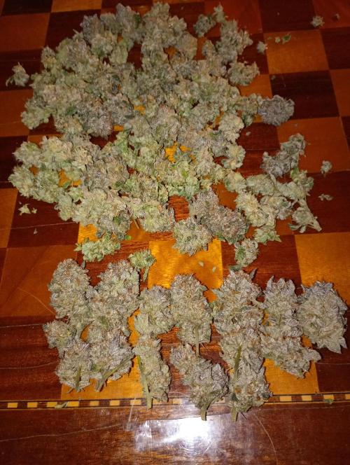 Green Gelato P#1 Royal Queen Seeds. Week 19