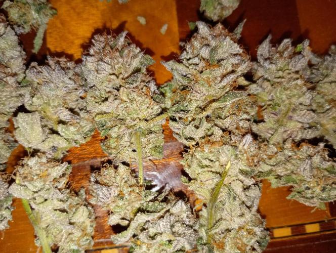Green Gelato P#1 Royal Queen Seeds. Week 19