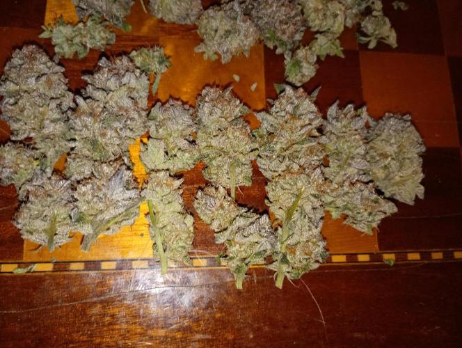 Green Gelato P#1 Royal Queen Seeds. Week 19