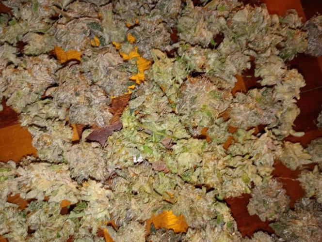Green Gelato P#1 Royal Queen Seeds. Week 19