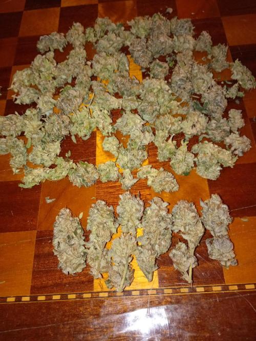 Green Gelato P#2 Royal Queen Seeds. Week 19