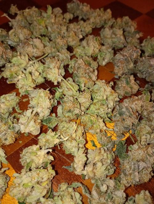 Green Gelato P#2 Royal Queen Seeds. Week 19
