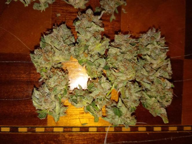 Lemon Cherry Gelato P#1 Barneys Farm. Week 19