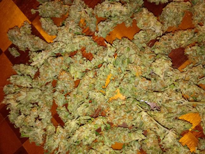 Lemon Cherry Gelato P#2 Barneys Farm. Week 19