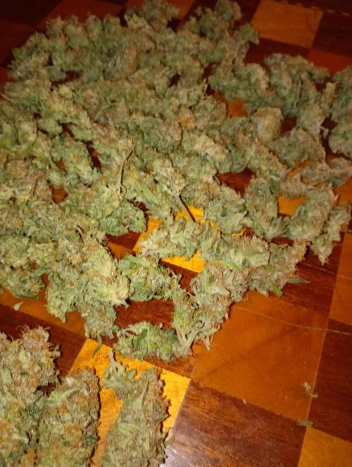 Lemon Cherry Gelato P#2 Barneys Farm. Week 19