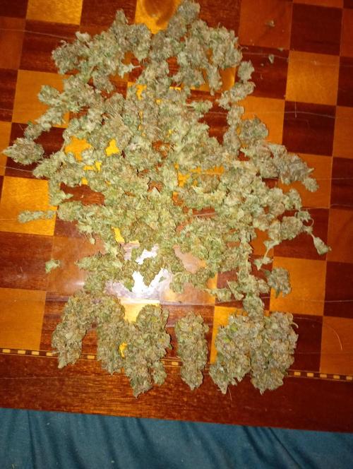 Euphoria Royal Queen Seeds. Week 19