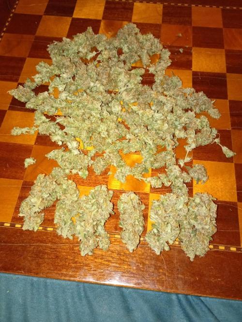 Euphoria Royal Queen Seeds. Week 19