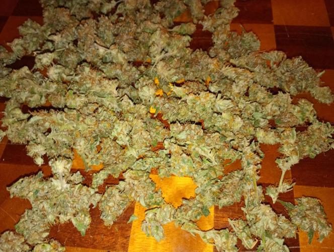 Euphoria Royal Queen Seeds. Week 19