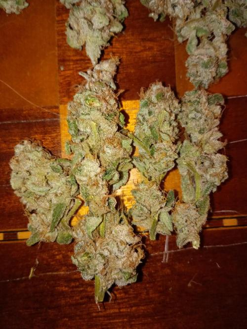 Cosmic Cheddar F1'26 Royal Queen Seeds. Week 17