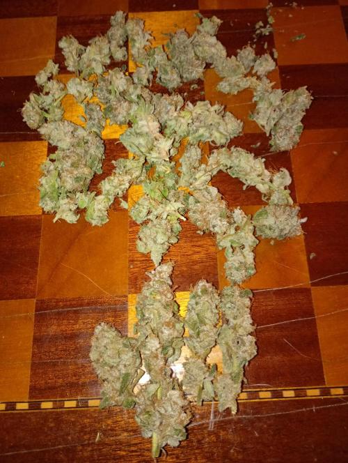 Cosmic Cheddar F1'26 Royal Queen Seeds. Week 17