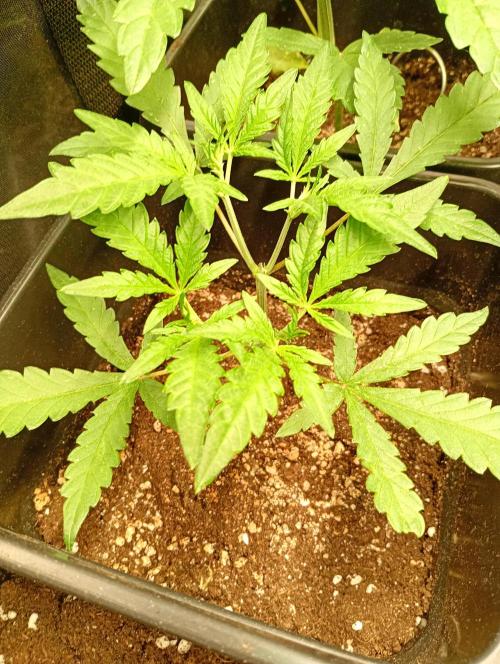 Mango Cherry Runtz F1 CHAMP Fastbuds. Week 5