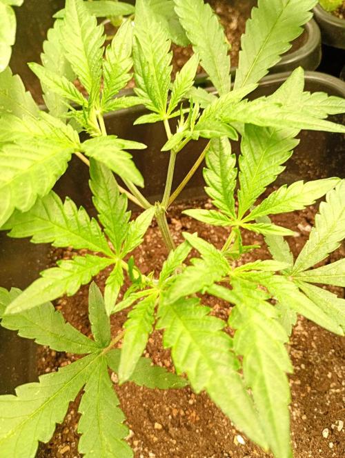 Mango Cherry Runtz Auto. Week 5
