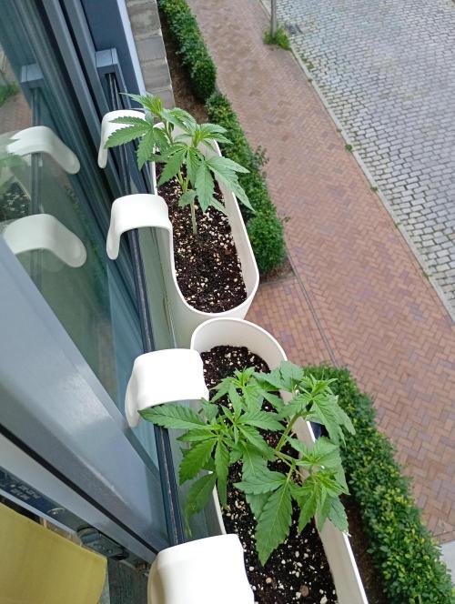 Outdoor project balkony like. Week 5