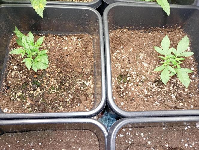 Lemon Cherry Sundae Auto Fastbuds. Week 4