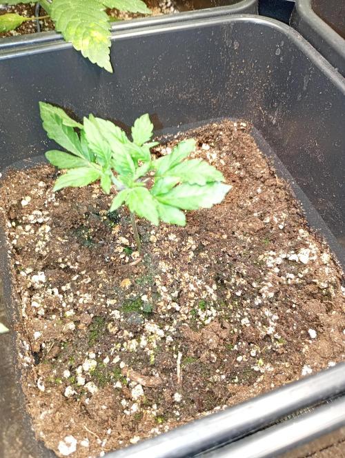 Lemon Cherry Sundae Auto Fastbuds. Week 4