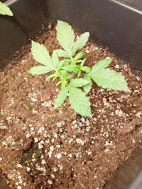 Lemon Cherry Sundae Auto Fastbuds. Week 4