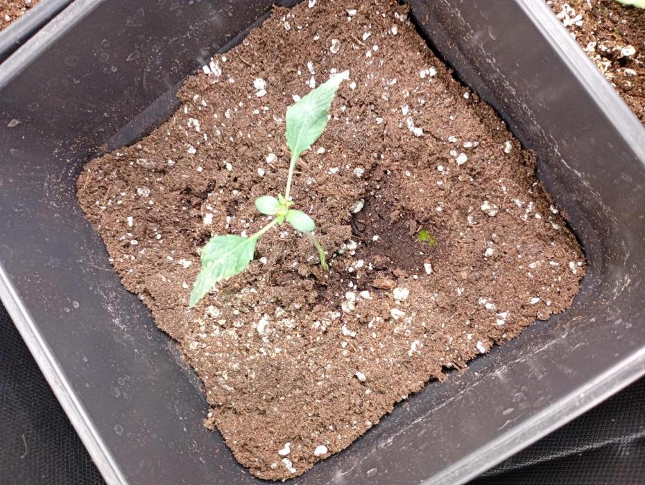 Mendo Cherry Cookies Auto Fastbuds. Week 3