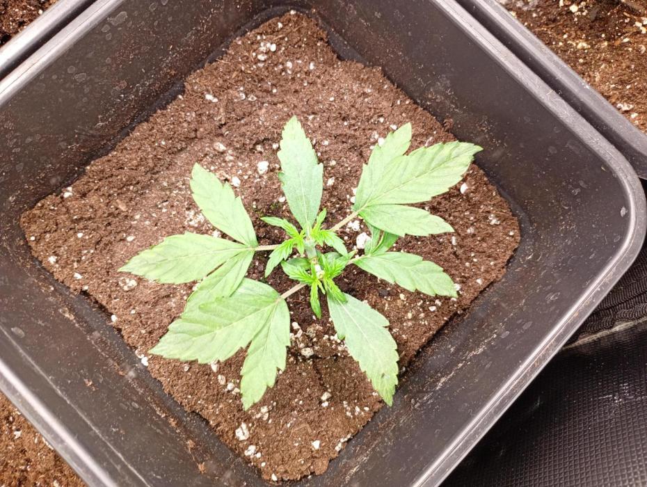Wurlz F1 Auto Zamnesia. Week 3