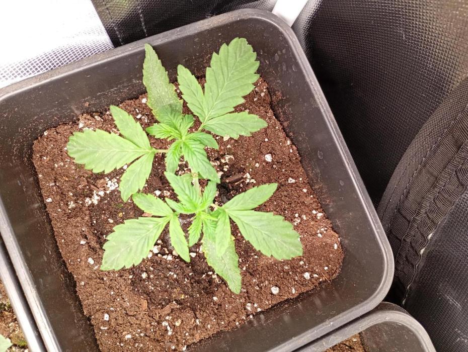 Banana Cherry Cookies Auto Fastbuds. Week 4