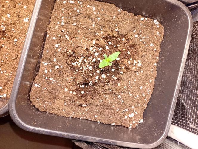 Smashberry Fumez Auto Anesia Seeds. Week 1