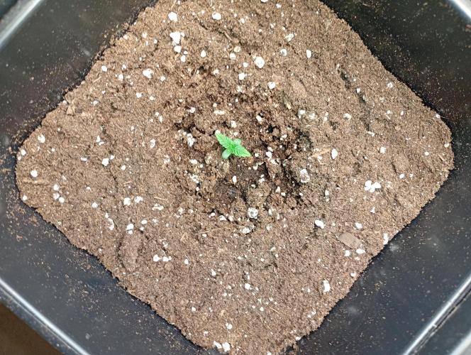 Smashberry Fumez Auto Anesia Seeds. Week 1
