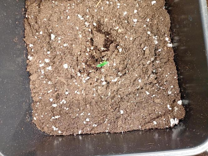 Smashberry Fumez Auto Anesia Seeds. Week 1