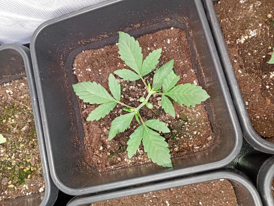 Mango Frost Auto Fastbuds. Week 4
