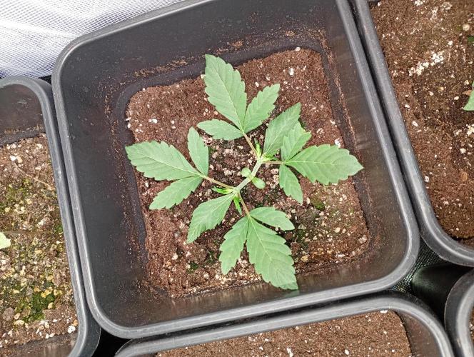Mango Frost Auto. Week 4